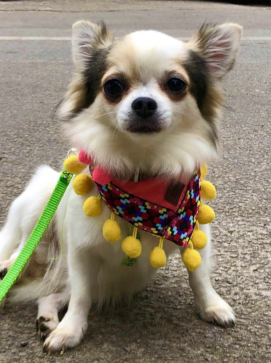 Bandana Pompon - immagine 4