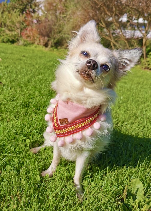 Bandana Pompon - immagine 6