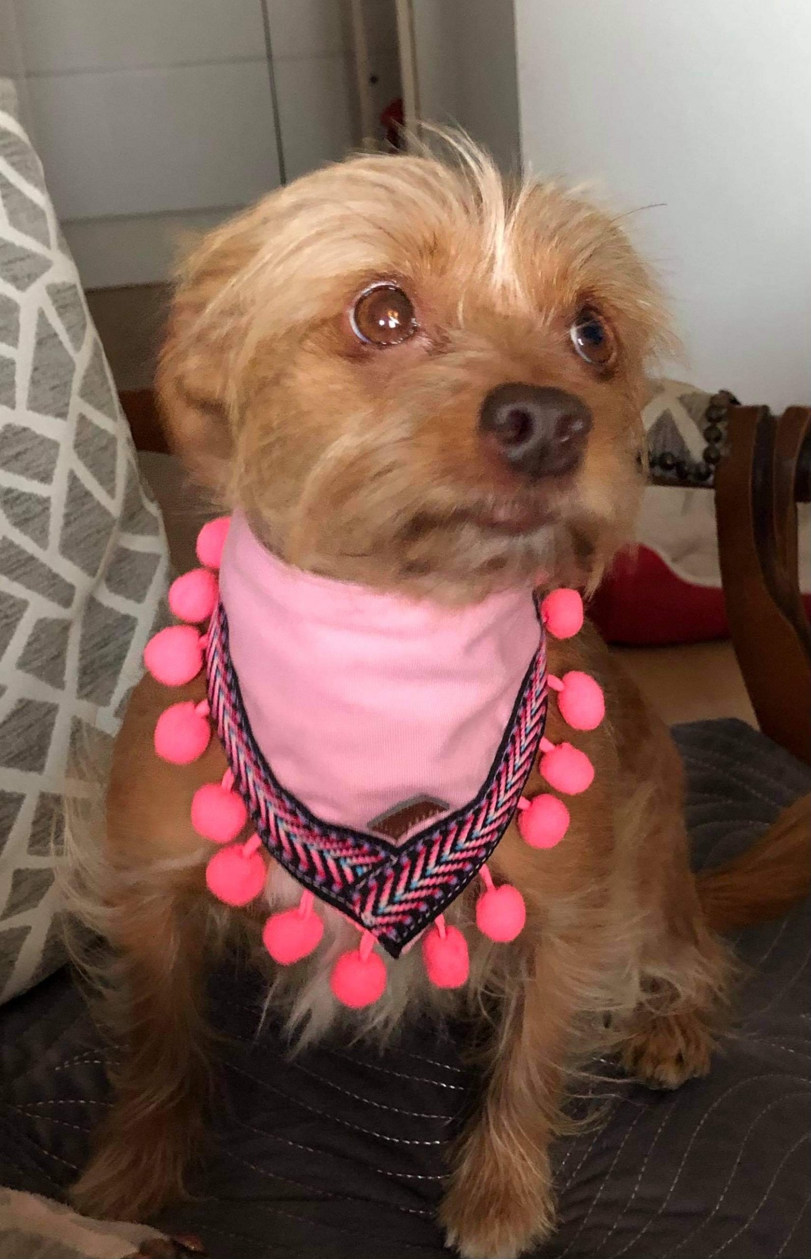 Bandana Pompon - immagine 5