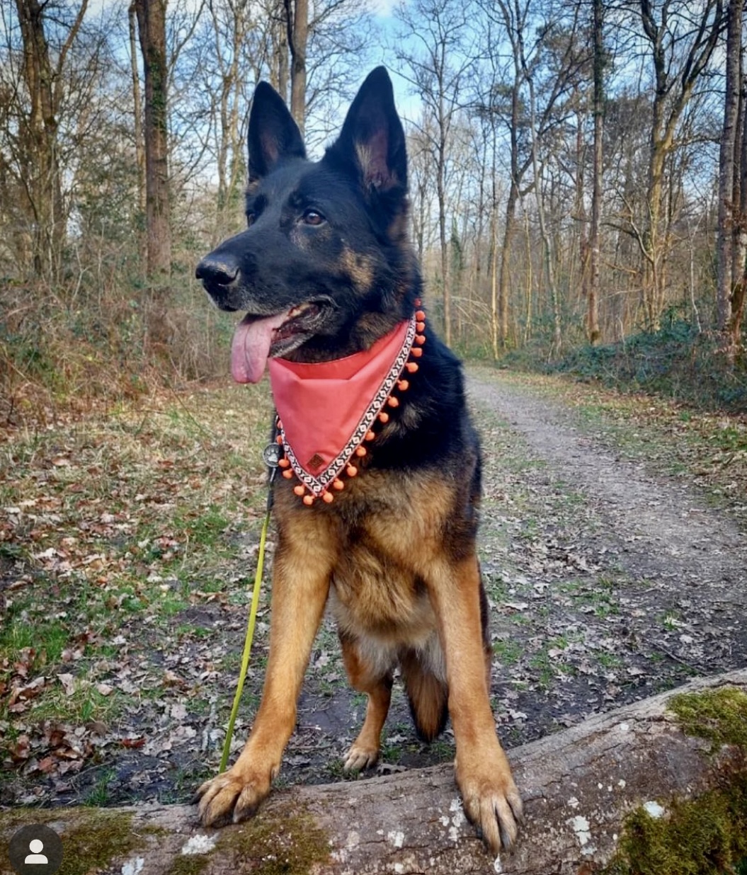 Bandana Pompon - immagine 11