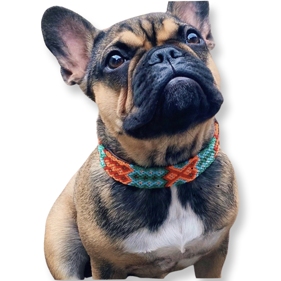 Collare Aranca - immagine 4